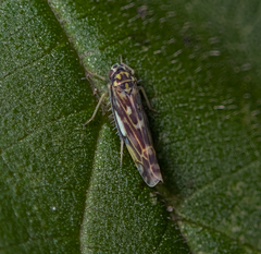 Eupteryx