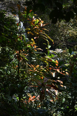 Barringtonia calyptrata