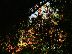 Barringtonia calyptrata