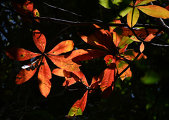 Barringtonia calyptrata