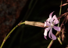 Silene undulata