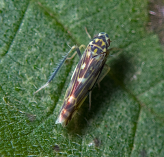 Eupteryx