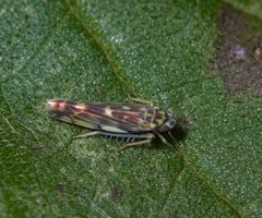 Eupteryx
