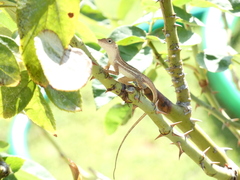 Anolis lineatopus