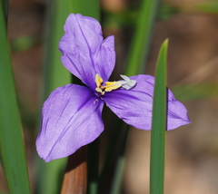 Patersonia occidentalis