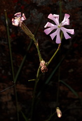 Silene undulata