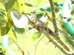 Anolis lineatopus