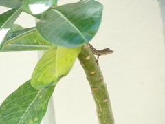 Anolis sagrei