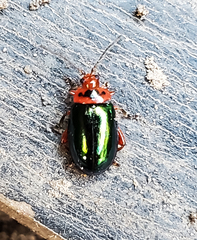 Kuschelina gibbitarsa