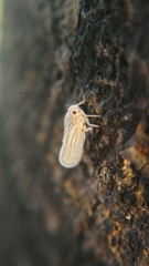 Kermesiinae
