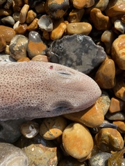 Scyliorhinus canicula