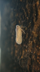 Kermesiinae