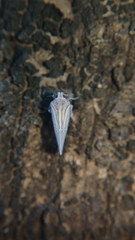 Kermesiinae