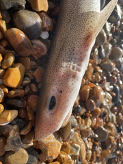 Scyliorhinus canicula