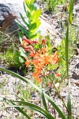 Pillansia templemannii