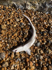 Scyliorhinus canicula