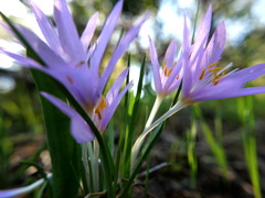Colchicum stevenii