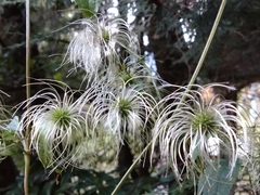 Clematis lasiandra