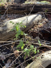 Polymnia canadensis