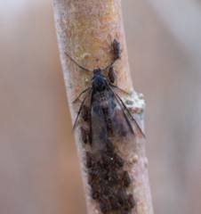 Tuberolachnus salignus