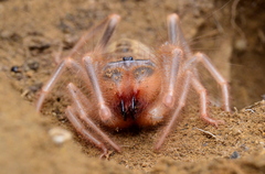 Galeodes araneoides