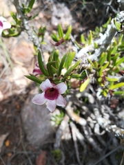 Pachypodium bispinosum