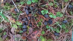Lepus americanus