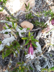 Pachypodium bispinosum