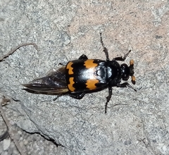 Nicrophorus mexicanus