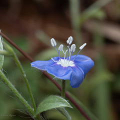Evolvulus arizonicus