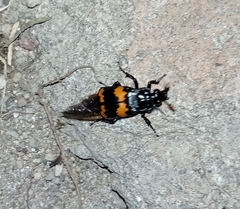 Nicrophorus mexicanus
