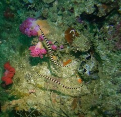 Dunckerocampus dactyliophorus