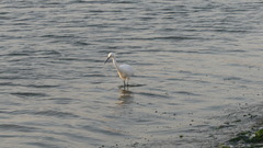 Egretta thula