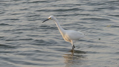 Egretta thula