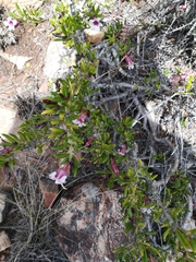 Pachypodium bispinosum