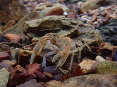 Cambarus polypilosus