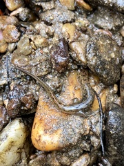 Desmognathus conanti