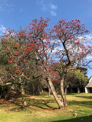 Erythrina lysistemon