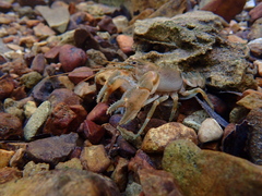 Cambarus polypilosus