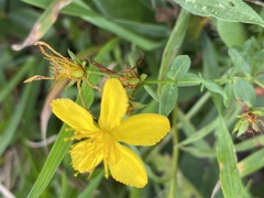 Hypericum punctatum