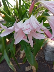 Crinum moorei