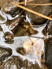 Desmognathus conanti