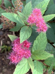 Spiraea japonica