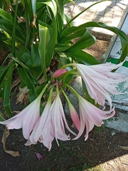 Crinum moorei