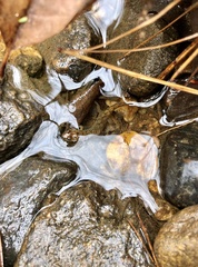 Desmognathus conanti