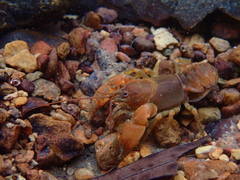 Cambarus polypilosus