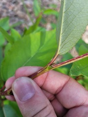 Populus laurifolia