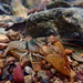 Slender Crayfish - Photo (c) Zackary, some rights reserved (CC BY-NC), uploaded by Zackary