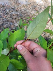 Populus laurifolia
