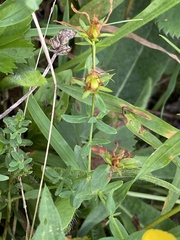 Hypericum punctatum